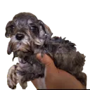 emoji_1