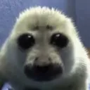 sealeyes