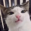sillycar