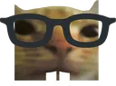 nerdcat