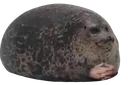 Seal Seal