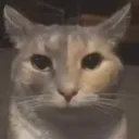 wtf