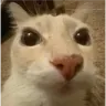 gatoopo