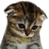 sadcatto