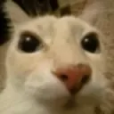 gatopendejo