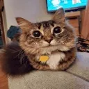 joyus