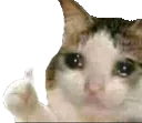 sadcatthumbsup