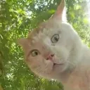 lookingat