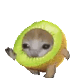 catkiwi