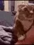 CatOverAsk