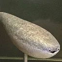 febbyfish