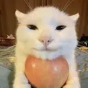 applekitty