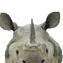 rhinopeek