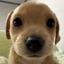 y_