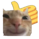 catthumbsup