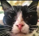 catStare2 catStare2