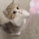 0_Kitty