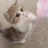 :0_Kitty: 0_Kitty