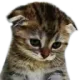 TH_sadcat