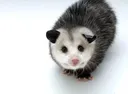 POSSUM