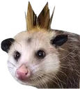 Kingpossum
