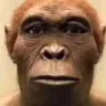 singe
