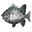 holly_fish