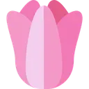 tulipan