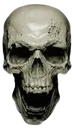 skull