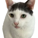 huh
