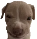 angry_dog_emoji