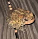 forg