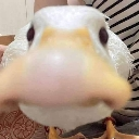 Quck Discord emoji