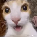 ghasp