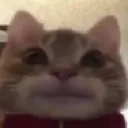 catstare