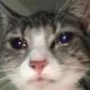 sadcat2
