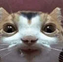 head_empti