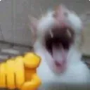 39285catlaugh