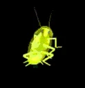 rainbow_cockroach