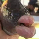 fish Discord sticker from {рп}~ДуРкА~{рп}