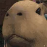 sniffa sniffa