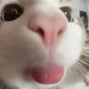 thesillies