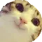 cutecatNE cutecatNE