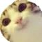 cutecatNW