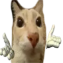 Cat_hz