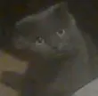 wat