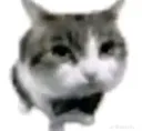 kota
