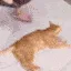 iSOS_steal_cat