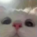 lurking_cat