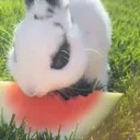 oreoateing